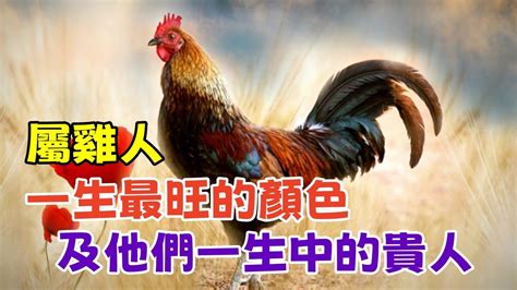 屬雞適合的顏色|【屬雞幸運顏色】揭曉屬雞者的命定幸運彩！掌握轉運。